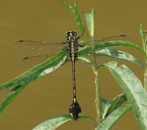 Male
2010_06_09_Gordon